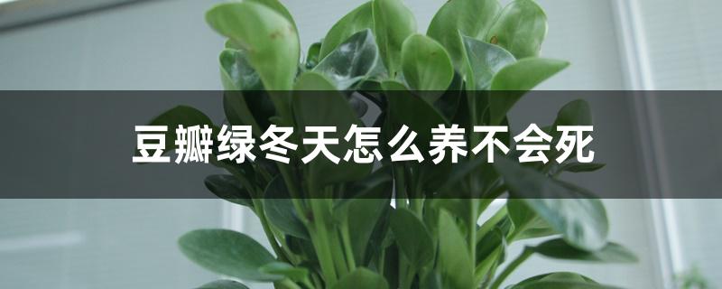 豆瓣绿冬天怎么养不会死,怕冻吗 豆瓣绿冬天怎么养不会死,怕冻吗