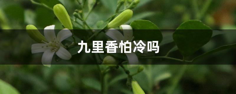 九里香怕冷吗,怎样过冬 九里香怕冷吗,怎样过冬