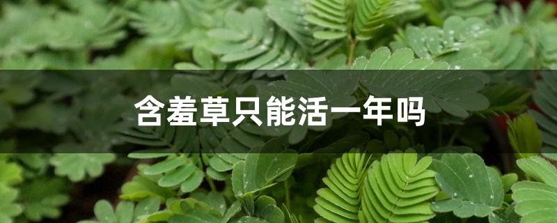 含羞草只能活一年吗,冬天怎么过冬 含羞草只能活一年吗,冬天怎么过冬