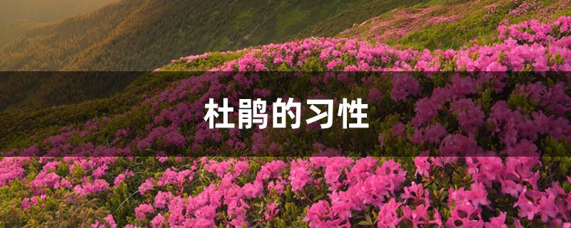 杜鹃的习性,怎么养 杜鹃的习性,怎么养