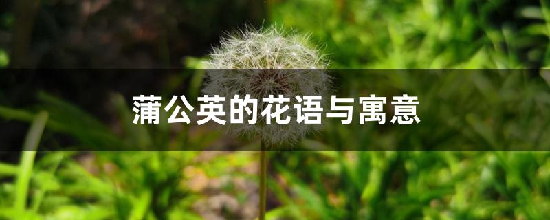 蒲公英的花语与寓意,适合送什么人 蒲公英的花语与寓意,适合送什么人