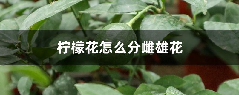 柠檬花怎么分雌雄花,花期怎么管理 柠檬花怎么分雌雄花,花期怎么管理