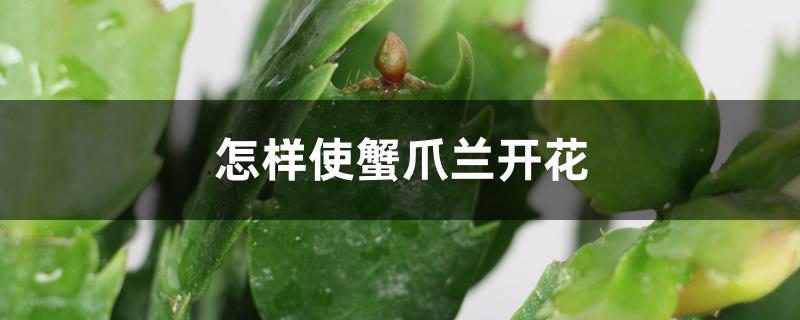怎样使蟹爪兰开花,开花时怎样浇水 怎样使蟹爪兰开花,开花时怎样浇水