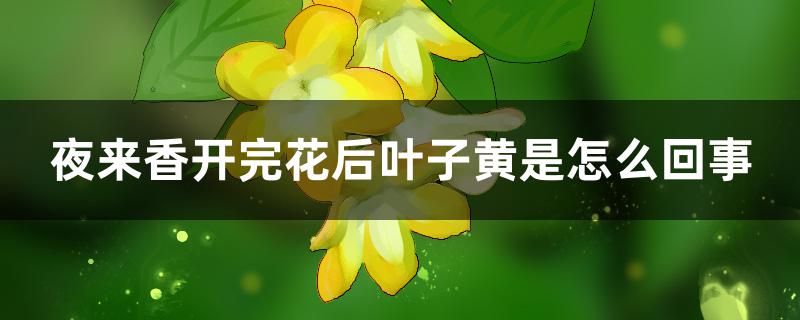 夜来香开完花后叶子黄是怎么回事,叶子生虫怎么办 夜来香开完花后叶子黄是怎么回事,叶子生虫怎么办