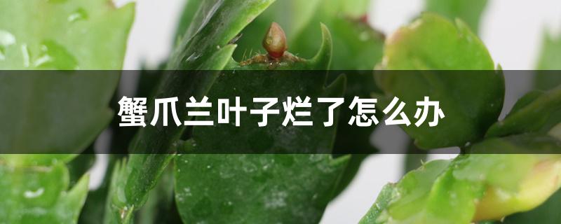 蟹爪兰叶子烂了怎么办,开花打蔫了怎么办 蟹爪兰叶子烂了怎么办,开花打蔫了怎么办