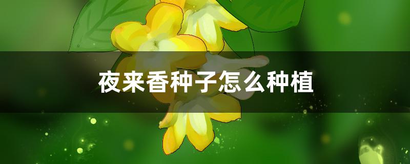 夜来香种子怎么种植 夜来香种子怎么种植