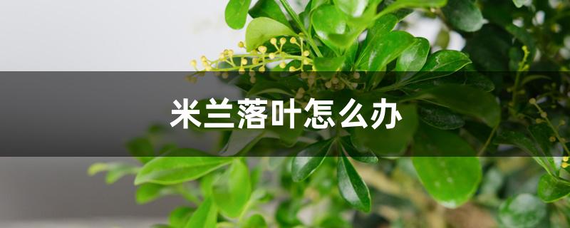 米兰落叶怎么办,落叶还会再长吗 米兰落叶怎么办,落叶还会再长吗