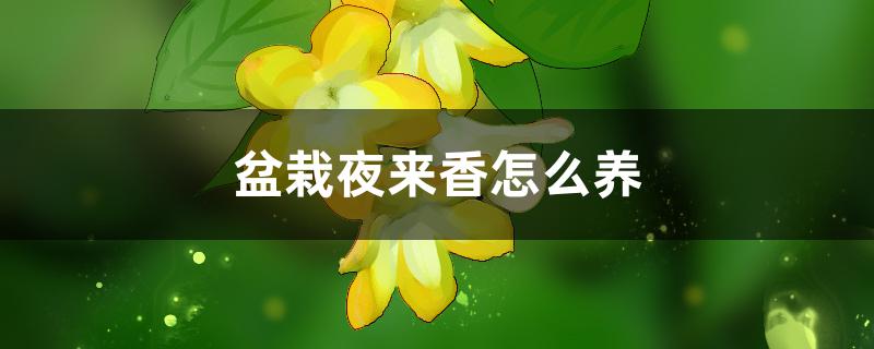 盆栽夜来香怎么养,可以水培吗 盆栽夜来香怎么养,可以水培吗