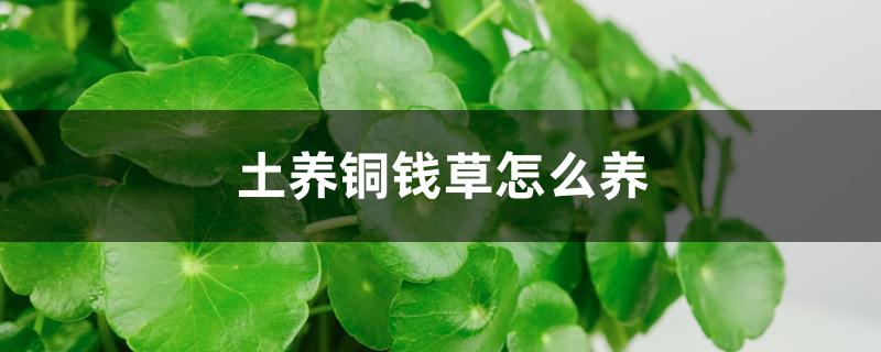 土养铜钱草怎么养,土培怎样浇水 土养铜钱草怎么养,土培怎样浇水