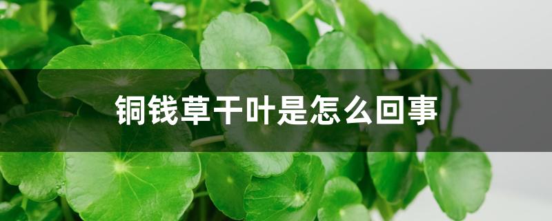 铜钱草干叶是怎么回事,叶子皱怎么回事 铜钱草干叶是怎么回事,叶子皱怎么回事