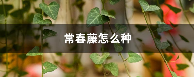 常春藤怎么种,适合养在室内吗 常春藤怎么种,适合养在室内吗