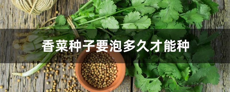 香菜种子要泡多久才能种,怎么种 香菜种子要泡多久才能种,怎么种