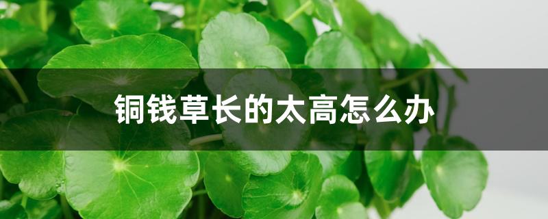 铜钱草长的太高怎么办,冬天变黄怎么回事 铜钱草长的太高怎么办,冬天变黄怎么回事