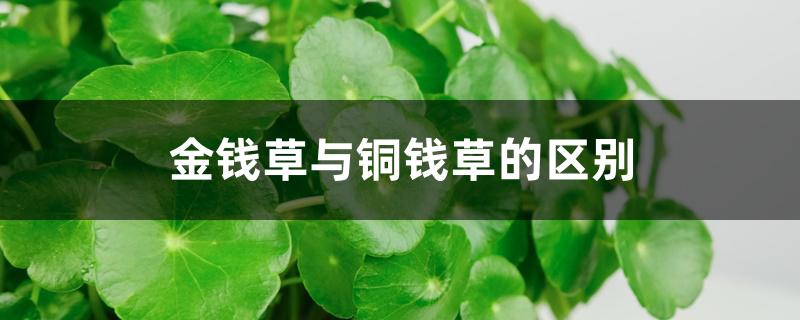 金钱草与铜钱草的区别 金钱草与铜钱草的区别