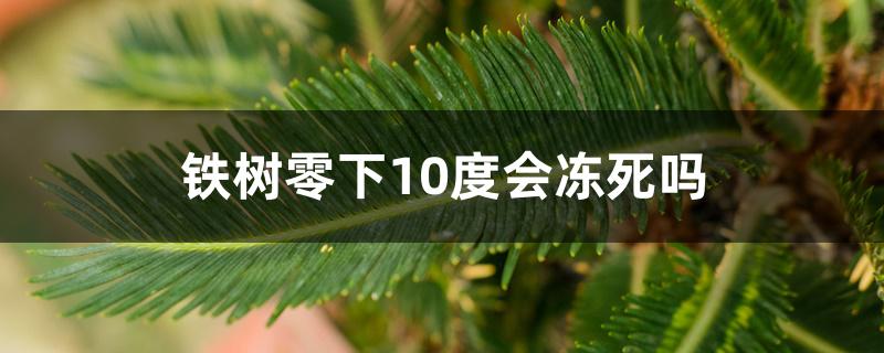 铁树零下10度会冻死吗,盆栽铁树怎样过冬 铁树零下10度会冻死吗,盆栽铁树怎样过冬