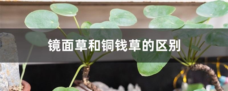 镜面草和铜钱草的区别 镜面草和铜钱草的区别