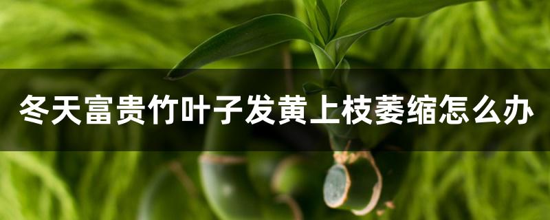 冬天富贵竹叶子发黄上枝萎缩怎么办 冬天富贵竹叶子发黄上枝萎缩怎么办