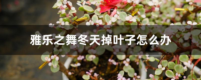雅乐之舞冬天掉叶子怎么办 雅乐之舞冬天掉叶子怎么办