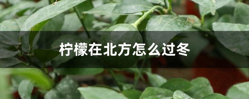 柠檬在北方怎么过冬 柠檬在北方怎么过冬