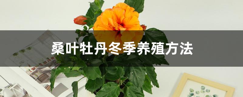 桑叶牡丹冬季养殖方法 桑叶牡丹冬季养殖方法