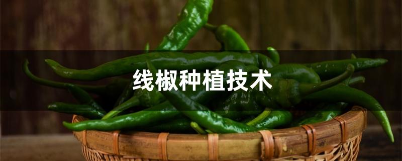 线椒种植技术 线椒种植技术