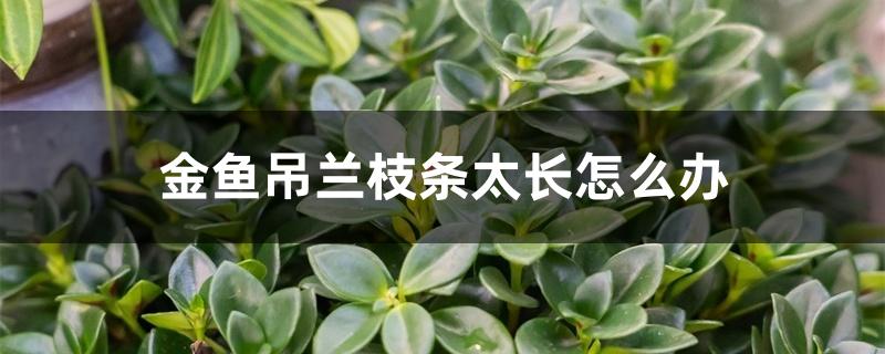 金鱼吊兰枝条太长怎么办 金鱼吊兰枝条太长怎么办