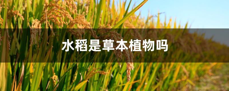 水稻是草本植物吗 水稻是草本植物吗