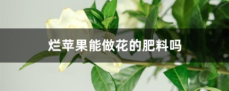 烂苹果能做花的肥料吗 烂苹果能做花的肥料吗