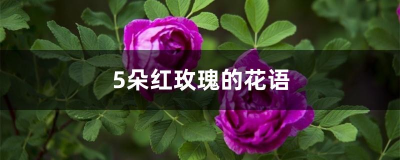 5朵红玫瑰的花语 5朵红玫瑰的花语