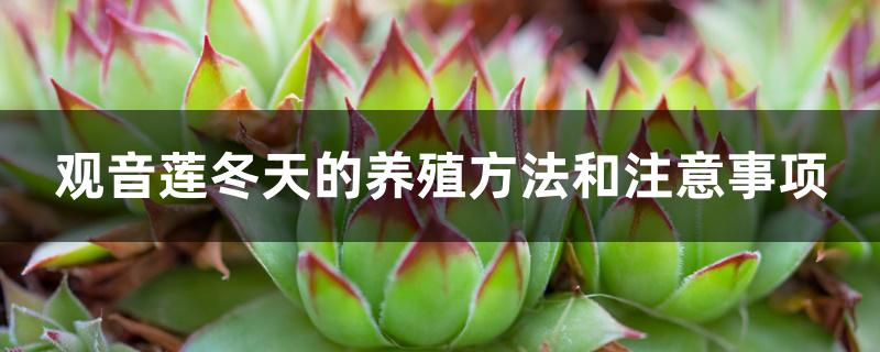 观音莲冬天的养殖方法和注意事项 观音莲冬天的养殖方法和注意事项