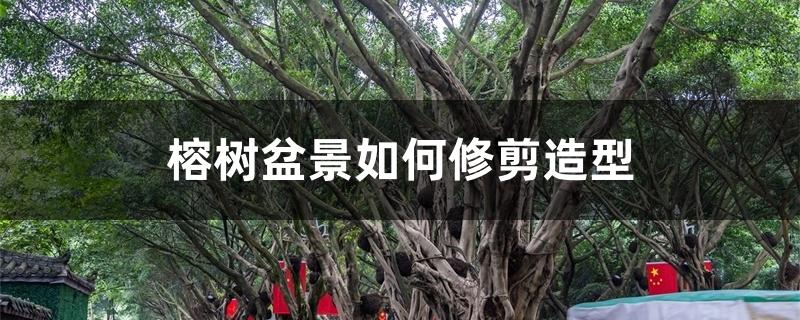 榕树盆景如何修剪造型 榕树盆景如何修剪造型