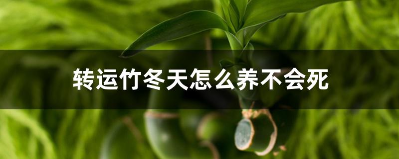 转运竹冬天怎么养不会死 转运竹冬天怎么养不会死