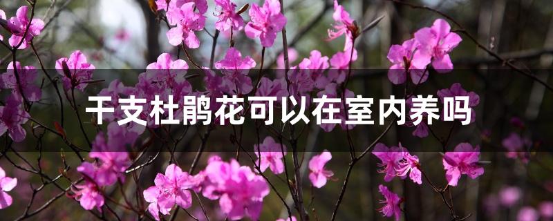 干枝杜鹃花可以在室内养吗 干枝杜鹃花可以在室内养吗