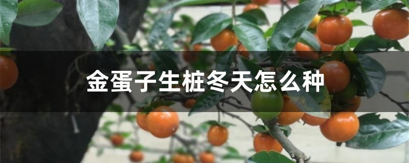 金弹子生桩冬天怎么种 金弹子生桩冬天怎么种