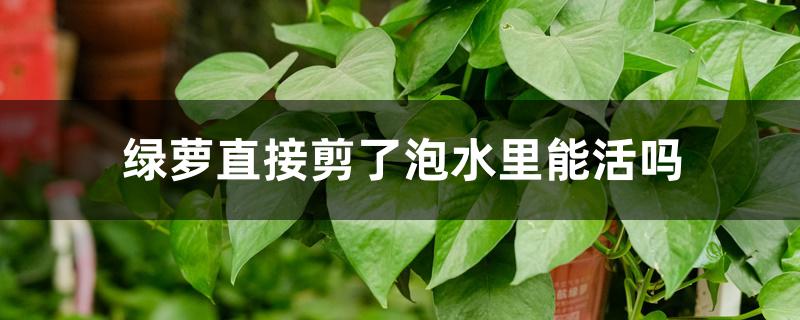绿萝直接剪了泡水里能活吗 绿萝直接剪了泡水里能活吗