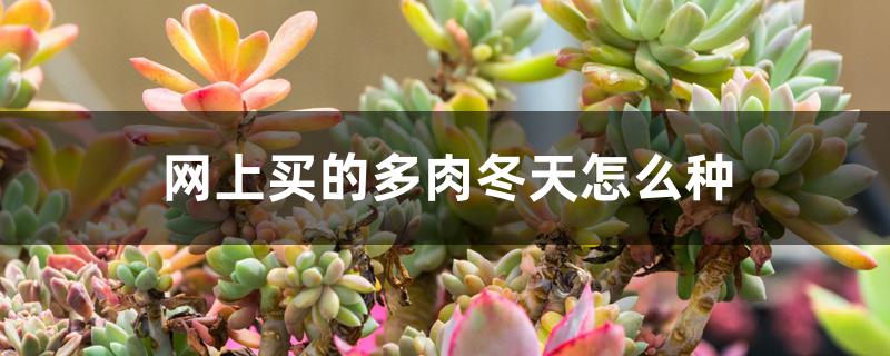 网上买的多肉冬天怎么种 网上买的多肉冬天怎么种