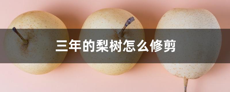 三年的梨树怎么修剪 三年的梨树怎么修剪