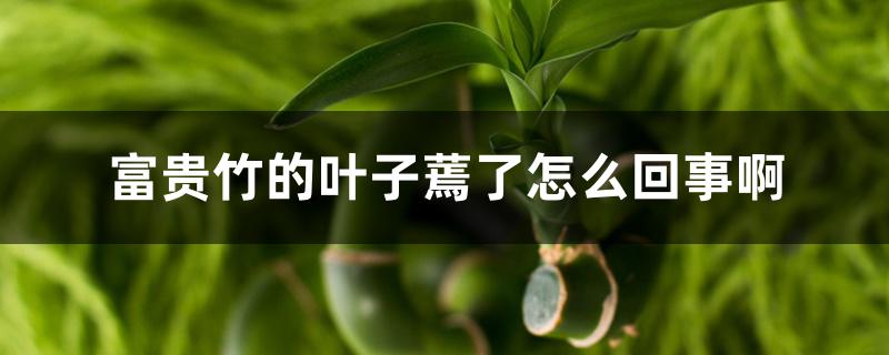 富贵竹的叶子蔫了怎么回事啊 富贵竹的叶子蔫了怎么回事啊