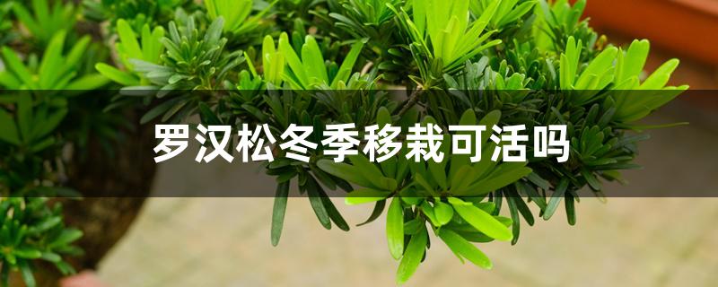 罗汉松冬季移栽可活吗 罗汉松冬季移栽可活吗