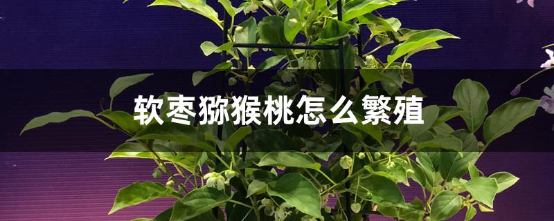 软枣猕猴桃怎么繁殖 软枣猕猴桃怎么繁殖