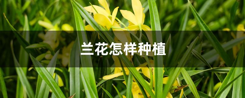 兰花怎样种植 兰花怎样种植