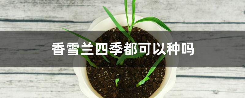 香雪兰四季都可以种吗 香雪兰四季都可以种吗