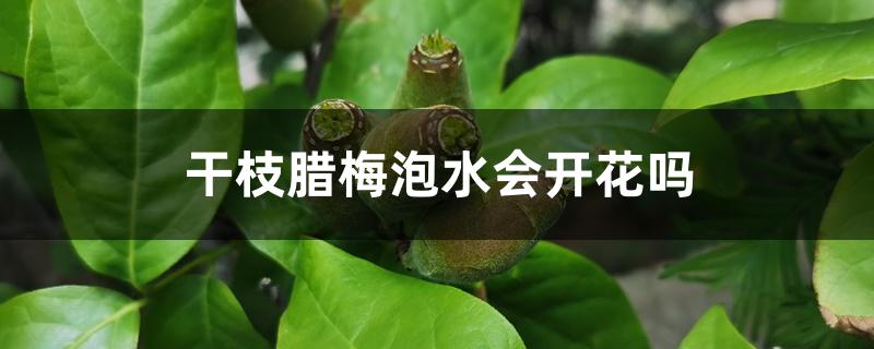 干枝腊梅泡水会开花吗