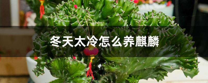冬天太冷怎么养麒麟 冬天太冷怎么养麒麟