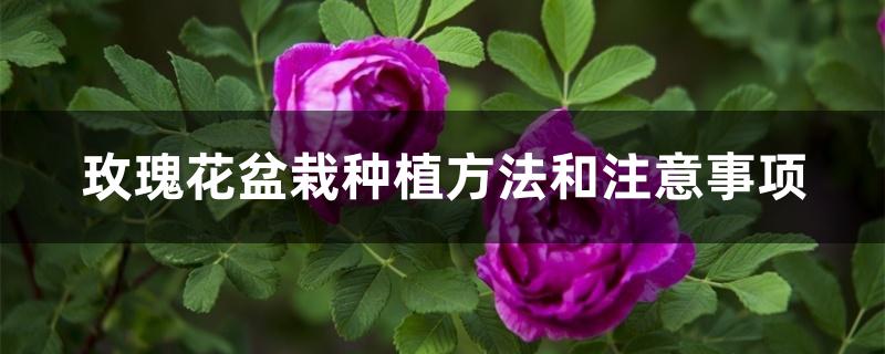 玫瑰花盆栽种植方法和注意事项 玫瑰花盆栽种植方法和注意事项
