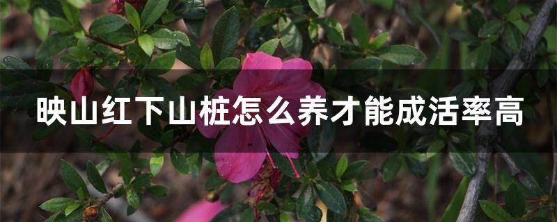 映山红下山桩怎么养才能成活率高 映山红下山桩怎么养才能成活率高