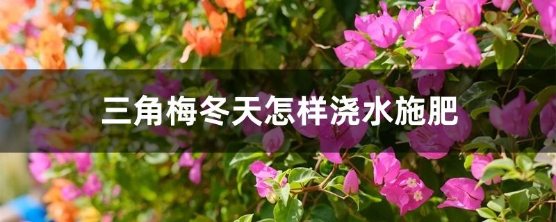 三角梅冬天怎样浇水施肥 三角梅冬天怎样浇水施肥