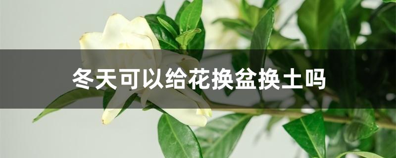 冬天可以给花换盆换土吗 冬天可以给花换盆换土吗
