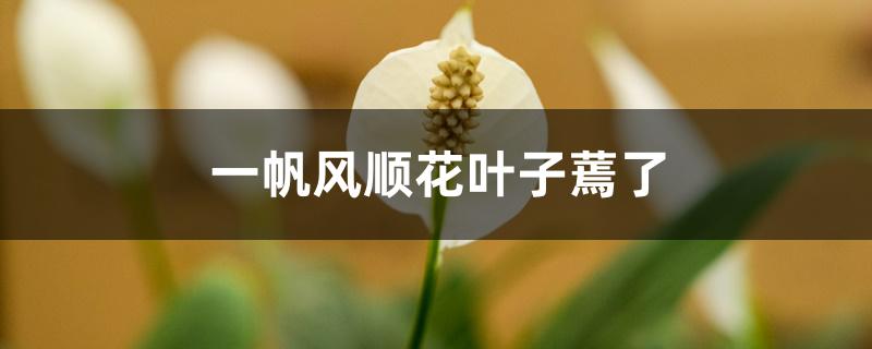 一帆风顺花叶子蔫了