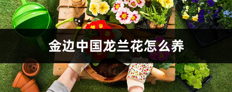 金边中国龙兰花怎么养 金边中国龙兰花怎么养